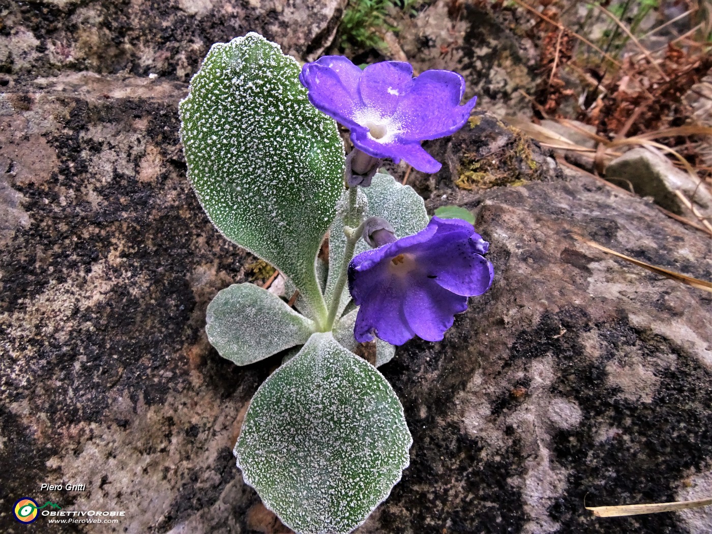 61 Primula albenensis alla S-cepa dol geru in Val Gerona (1220 m).JPG